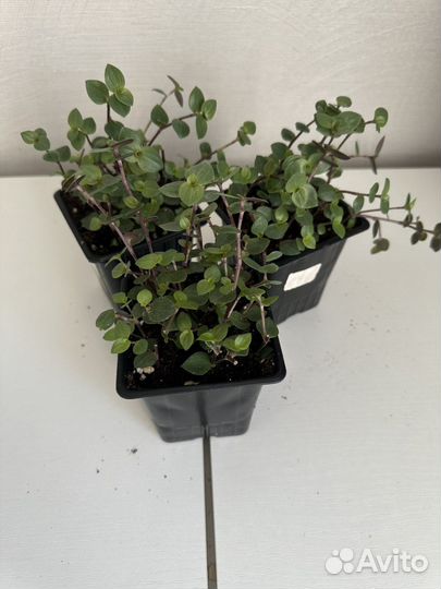 Продам кализию