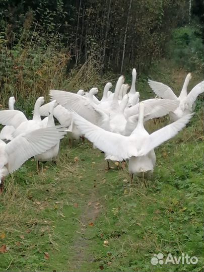 Продажа домашней птицы