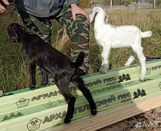 Продаются козлики