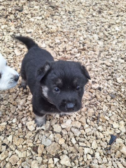 Отдам щенков в хорошие добрые руки