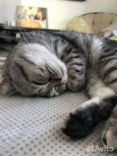 Британский кот вязка