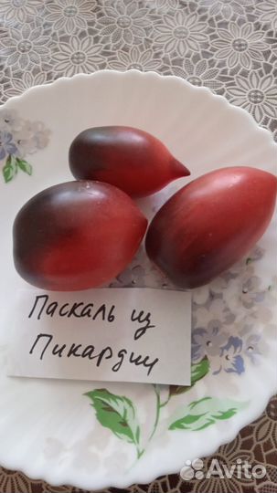 Семена коллекционных томатов