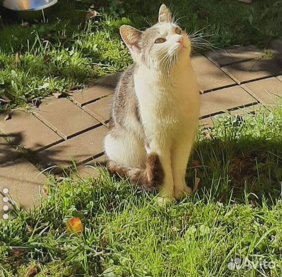 Котика выкинули в садоводстве