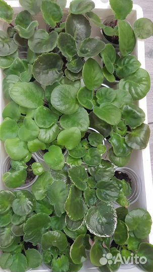 Сортовые фиалки