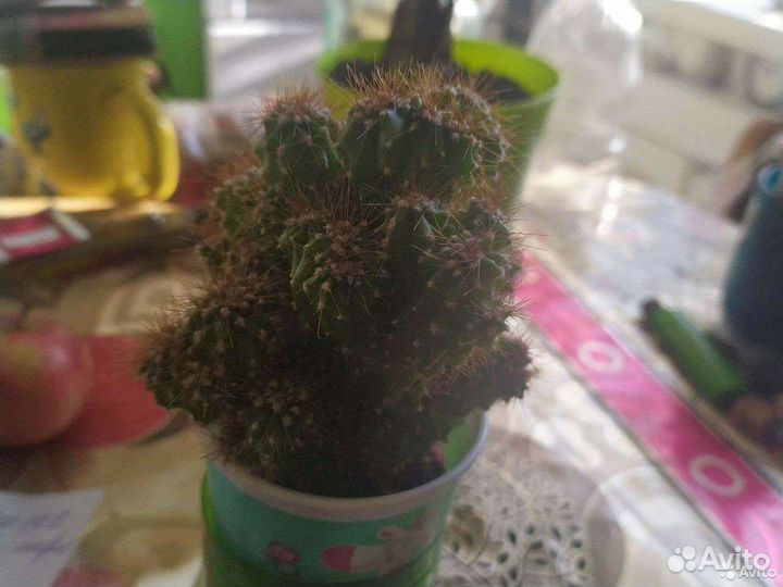 Кактус скала
