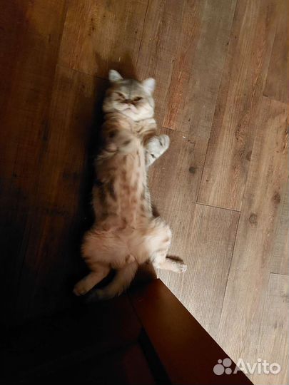 Кот интроверт