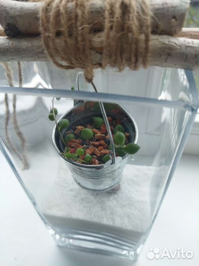 Флорариум суккуленты