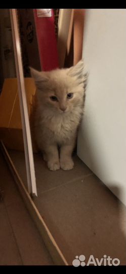 Кошка в дар бесплатно