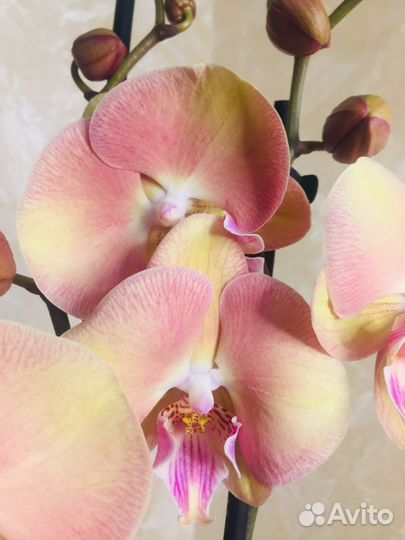 Орхидея фаленопсис биг лип Единорог