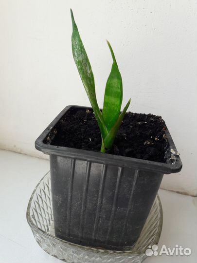 Сансевиерия