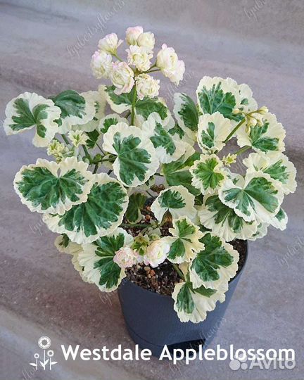 Герань Westdale Appleblossom