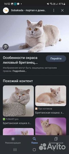 Отдам Британскую кошку