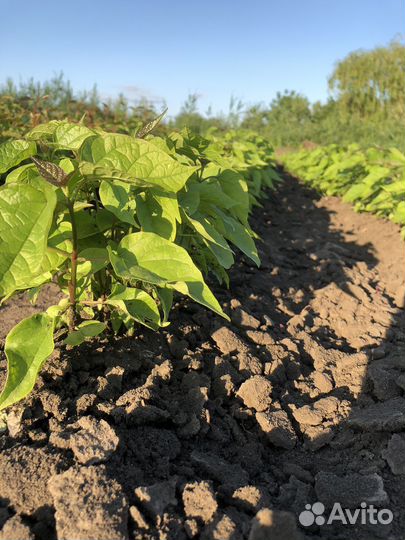 Декоративные растения