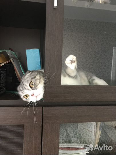 Шотландский Кот в добрые руки