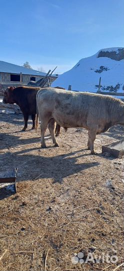 Продам бычков с откорма