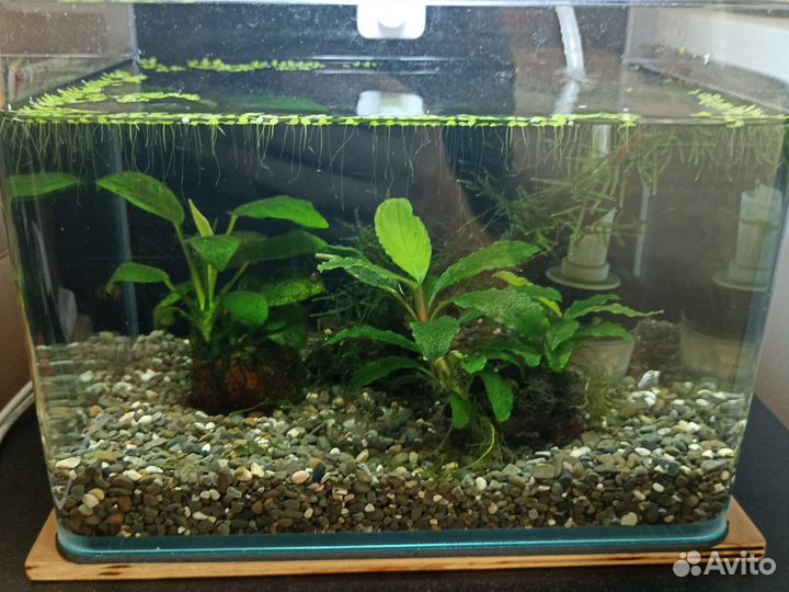 Аквариумное