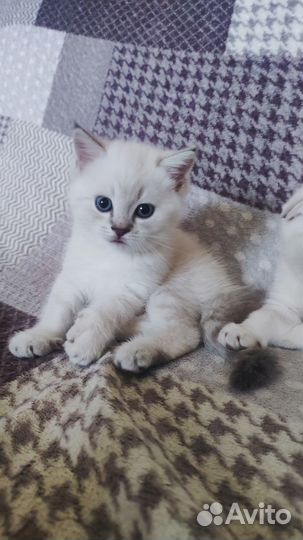 Котята