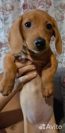 Щенки таксы