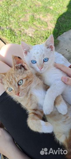 Котик в добрые руки бесплатно