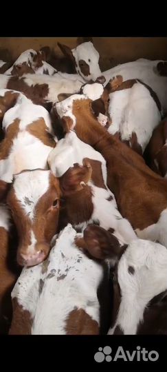 Продажа телят