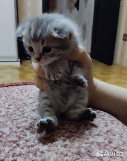 Шотландская вислоухая