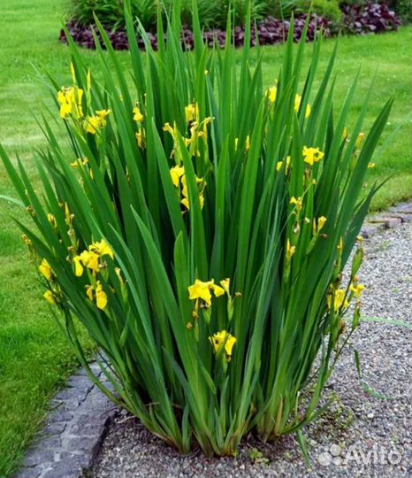 Ирис болотный