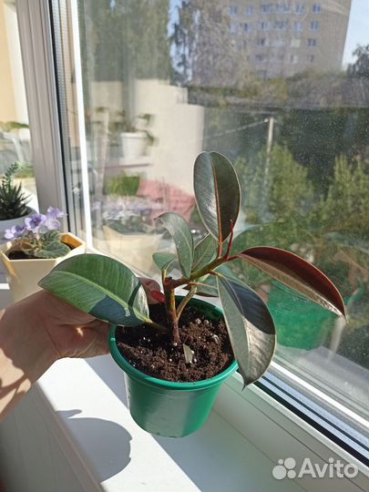 Фикус эластика робуста