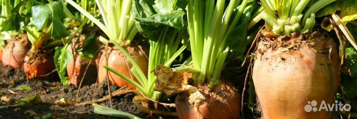 Свекла кормовая,Урожай-2023.Фермеровское хозяйство