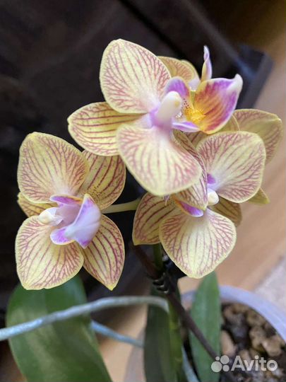 Орхидея мини