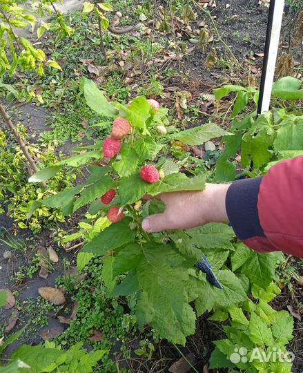 Малина ремонтантная саженцы 