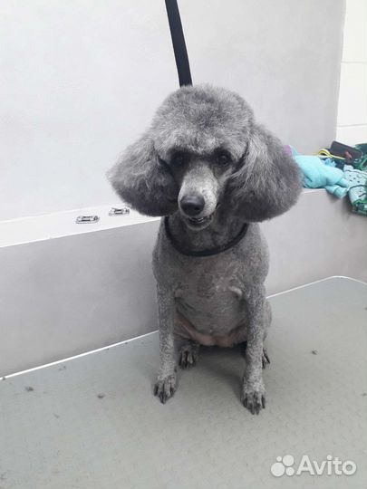 Стрижка собак и кошек