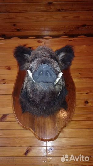 Чучело головы кабана