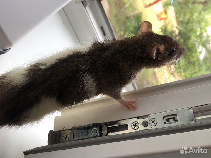 Крыса с клеткой