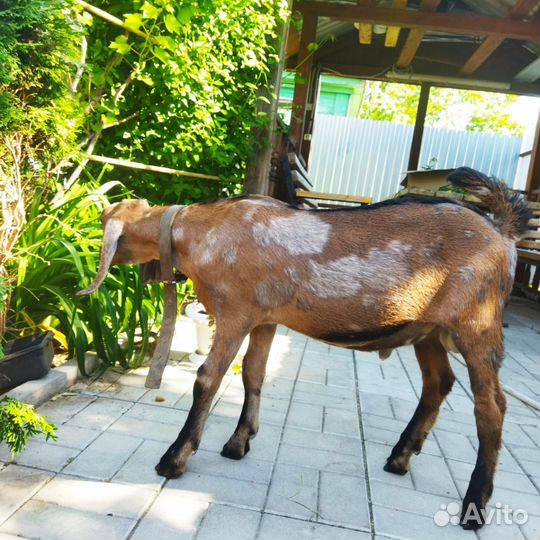 Англо нубийский козлик