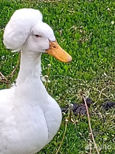 Утки хохлатые