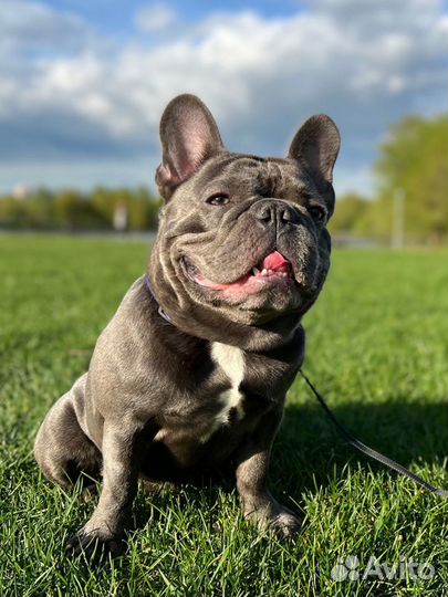 Французский бульдог кобель вязка