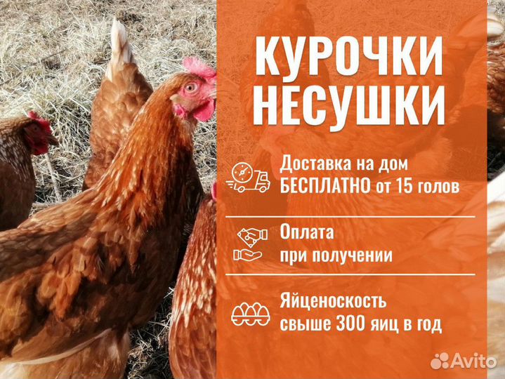 Куры несушки с доставкой