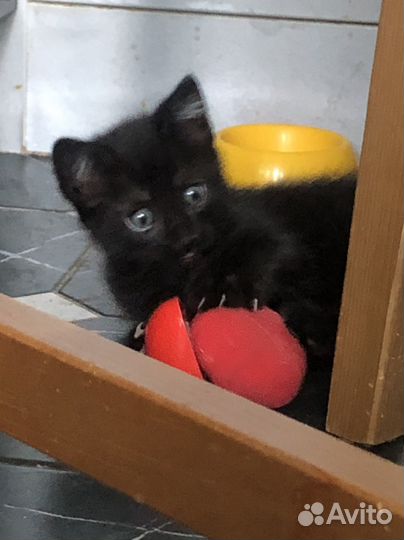 Котики в любящие ручки