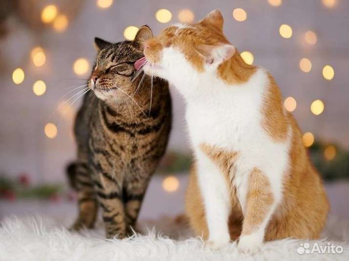 Котята, котики инвалиды, особенные ищут свой дом