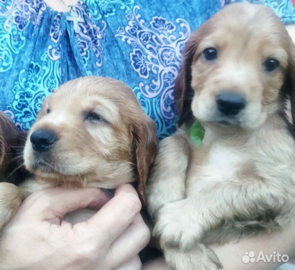 Английский кокер спаниель