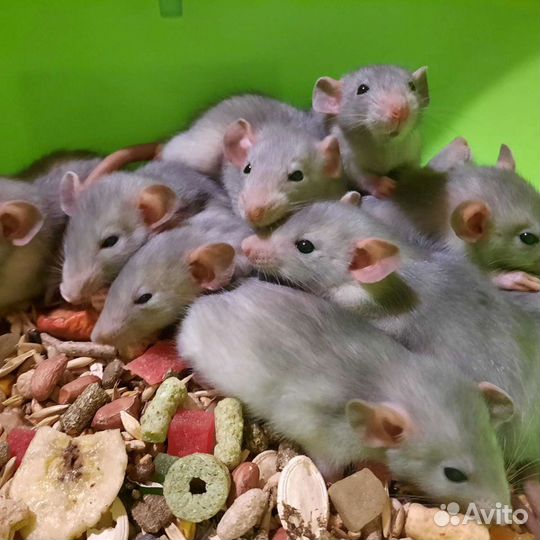 Крысята. Крыса. Крысы Дамбо. Питомник