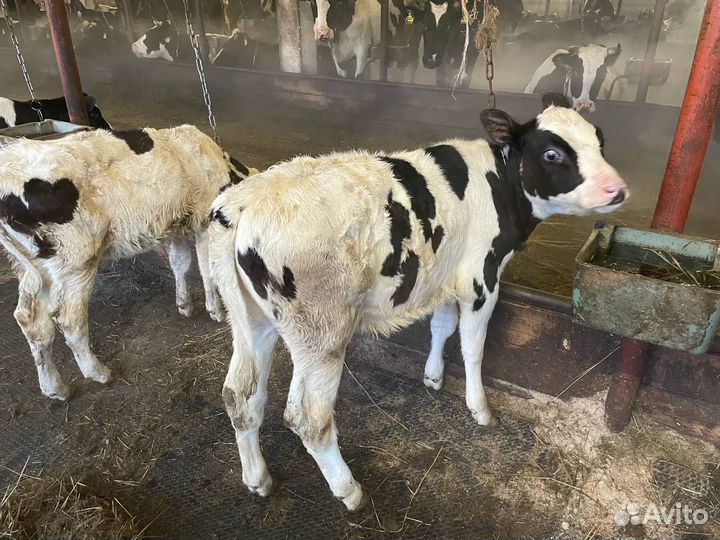 Телята: бычки и телки 1,2,3 мес Холмогоры Голштины