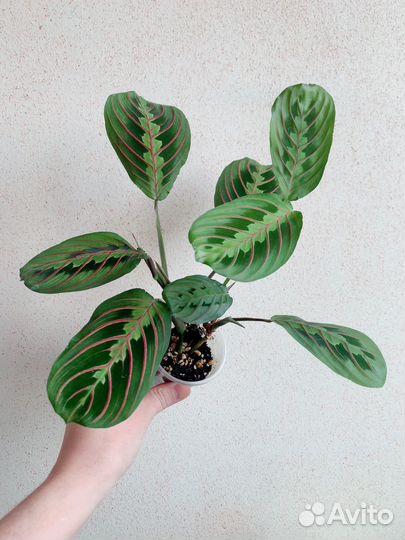 Маранта триколор