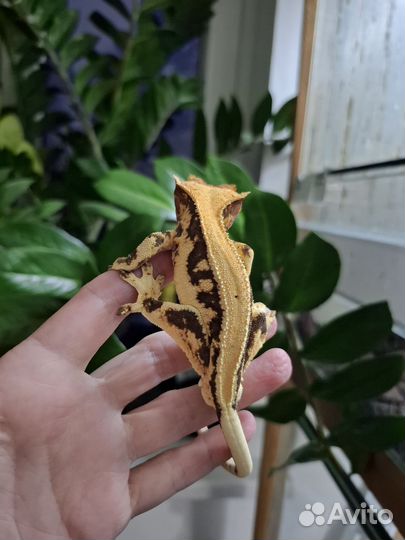 Бананоеды, гекконы, Лили Вайт, Lilly White