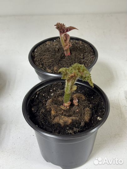 Бегония клубневая