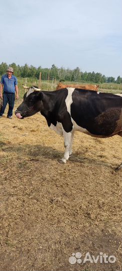 Корова дойная