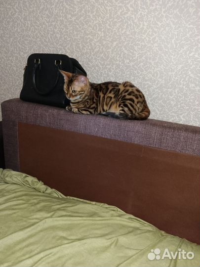 Бенгальская кошка