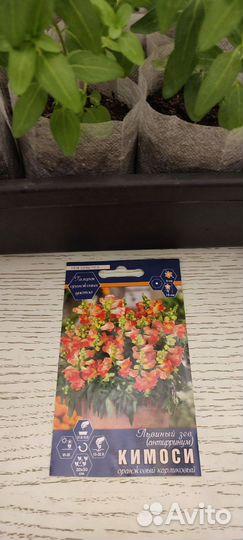 Продается рассада