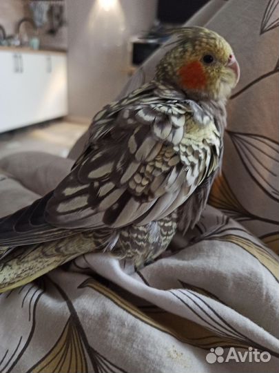 Корелла выкормыш