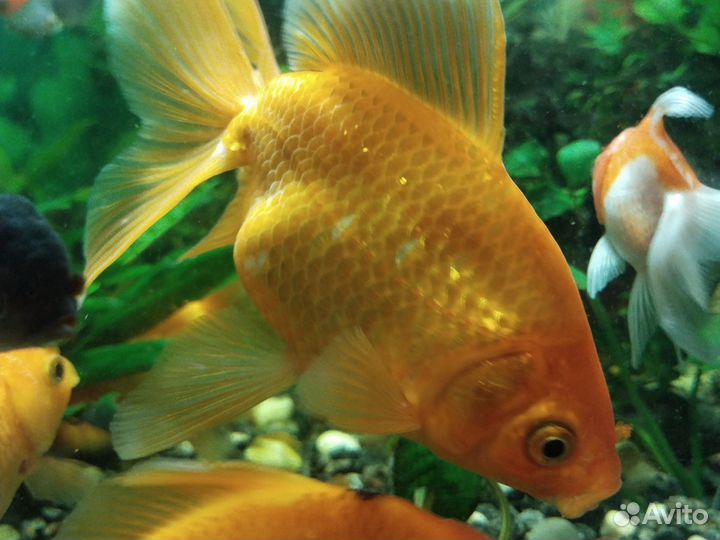 Рыба- золотые